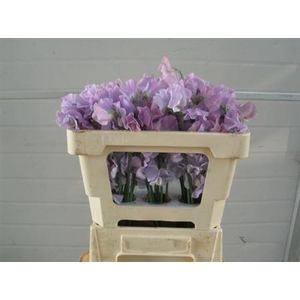 Lathyr Wi Suns Laven 50cm