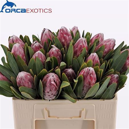 <h4>Protea Pink Lady</h4>