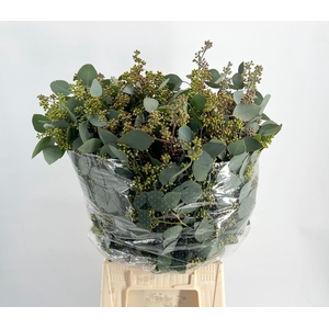 Euc. Populus Grain Extra Supra