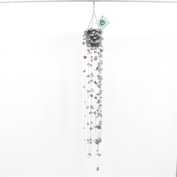 <h4>Ceropegia Woodii met Haak</h4>