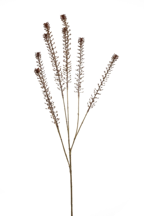 <h4>Lepidium spray brown 85cm</h4>