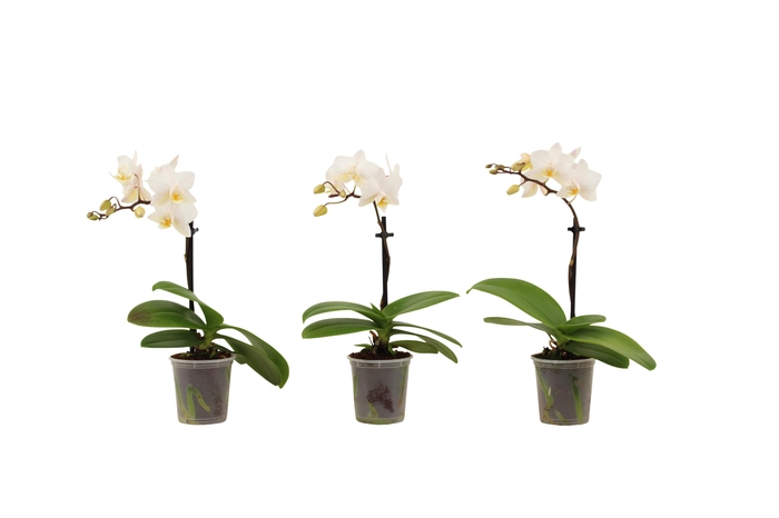<h4>Phal Tiny Dolls Wit 1T7+ zonder Aqu@</h4>