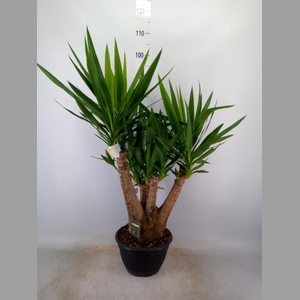 Yucca elephantipes   ...