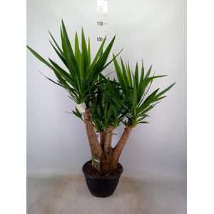 Yucca elephantipes   ...