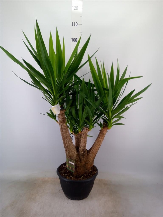 <h4>Yucca elephantipes   ...</h4>