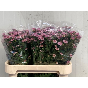 CHR S CALIMERO PINK