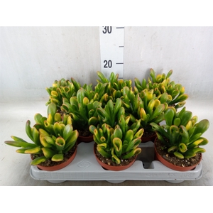 Crassula ovata 'Horn Tree'