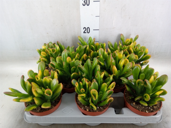 <h4>Crassula ovata 'Horn Tree'</h4>