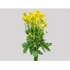 KALANCHOE DOBRADO SUNLIGHT YELLOW MEADOW  060 CM