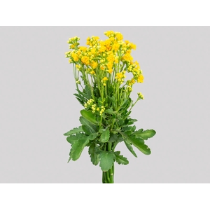 KALANCHOE DOBRADO SUNLIGHT YELLOW MEADOW  060 CM