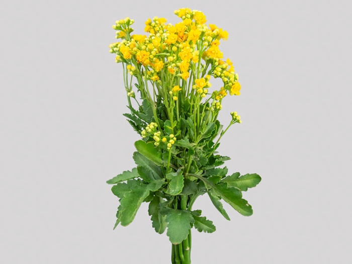 KALANCHOE DOBRADO SUNLIGHT YELLOW MEADOW  060 CM