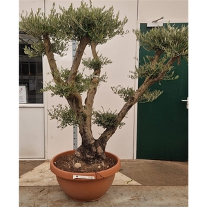 Olea Europaea Pompon XXXL