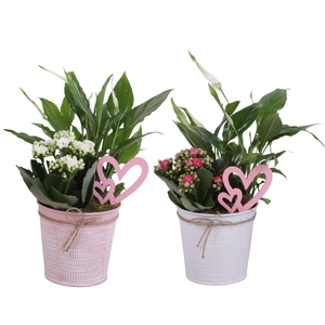 Mothersday Arr. Indoor Zinc Pot Round Pink/White Ø12cm 2PP