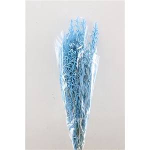 Pres Licopodium Long Baby Blue Bunch