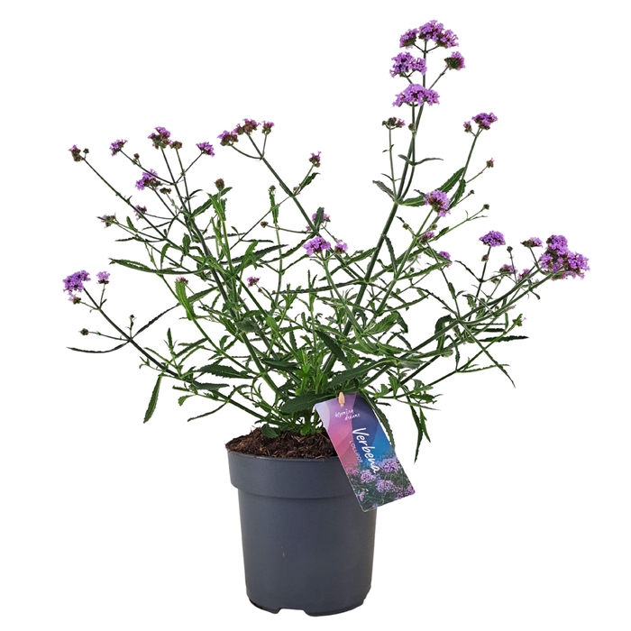 <h4>Verbena bonariensis 'Lollipop' p17 (NL)</h4>