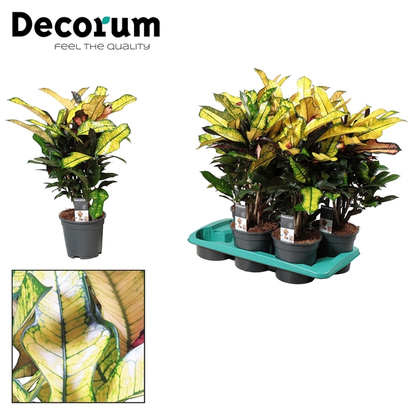 Croton Wilma vertakt (Decorum)
