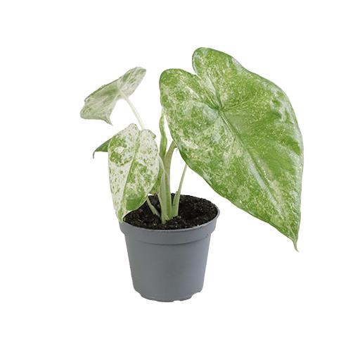 <h4>ALOCASIA MACRORRHIZA P6 CAMOUFLAGE</h4>