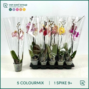 PHAL GEM 5 KL