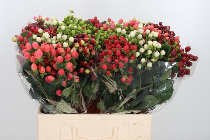 <h4>Hyp Mag Gem</h4>