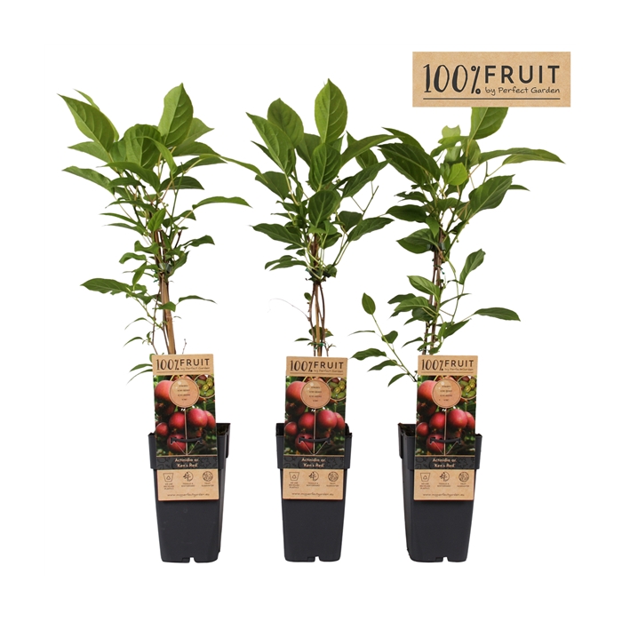 <h4>Actinidia arguta Ken's Red P15</h4>