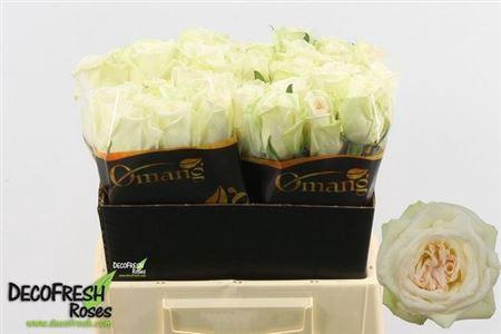 <h4>R Gr White O Hara</h4>