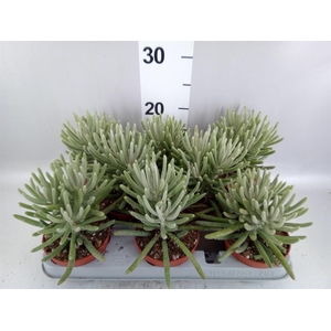 Senecio   ...