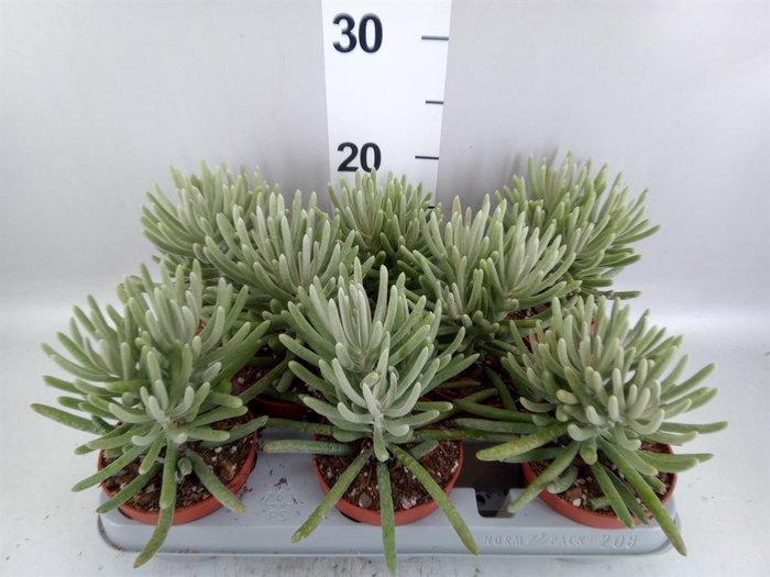 <h4>Senecio   ...</h4>