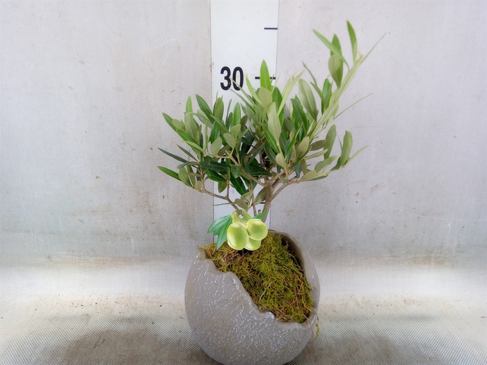 <h4>Arr.   Tuinplanten L%</h4>