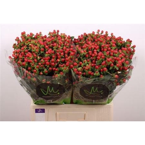 Hyp Tomato Flair Red