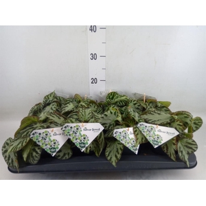 Begonia BD 'Silver Jewell'