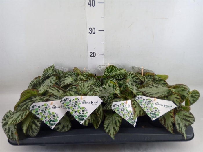 <h4>Begonia BD 'Silver Jewell'</h4>