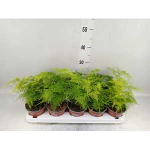 Asparagus setaceus