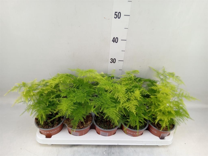 <h4>Asparagus setaceus</h4>