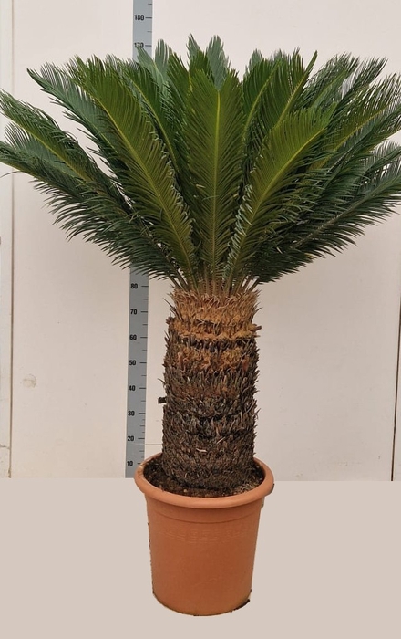 CYCAS REVOLUTA