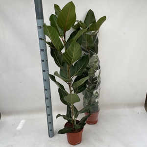 Ficus benghalensis Joy 21Ø 125cm 1pp