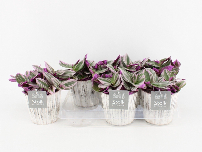 <h4>Trad Nanouk Wood White</h4>