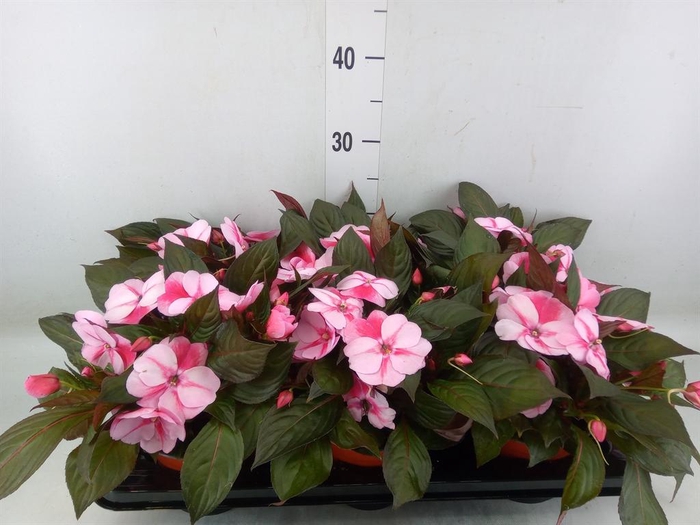 <h4>Impatiens NG 'White Pink Eye'</h4>