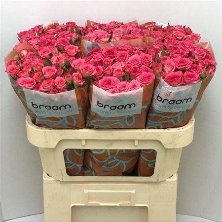 <h4>Rosa TR 'Sweet Julia' BRAAM</h4>