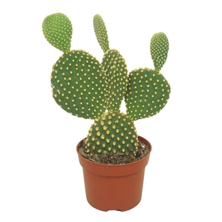 <h4>Opuntia Microdasys 12 Cm</h4>