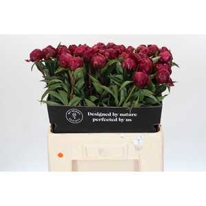 Paeonia avis varner