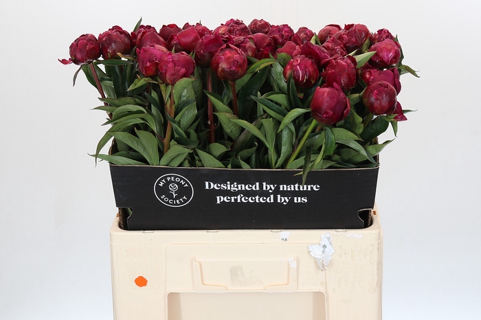<h4>Paeonia avis varner</h4>