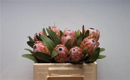 <h4>Protea Susara</h4>