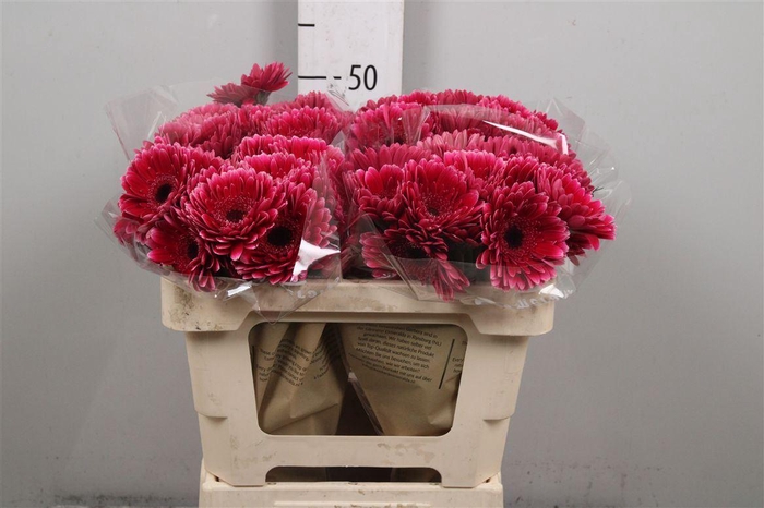 <h4>Ge Mi Sandero</h4>