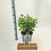 Viburnum tinus Gwenllian