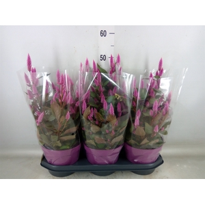 Celosia spic. 'Wild Pink'