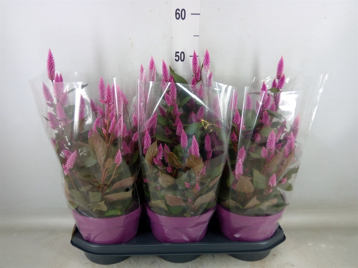 <h4>Celosia spic. 'Wild Pink'</h4>