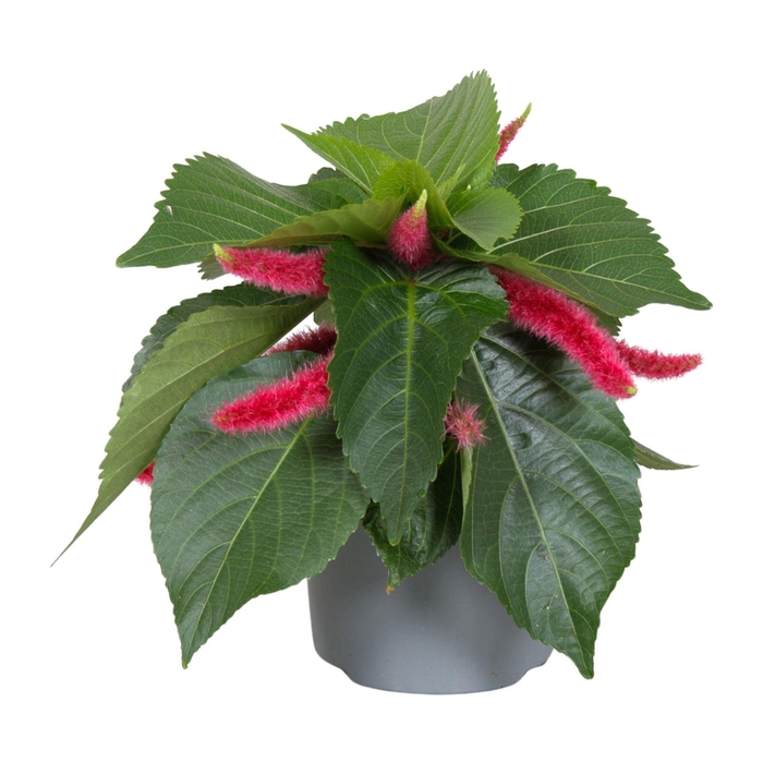 <h4>Acalypha hispida</h4>