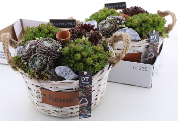 <h4>ARR SEMPERVIVUM</h4>