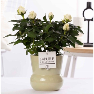 Rosa white in P&PURE Plant Vase Maxima green