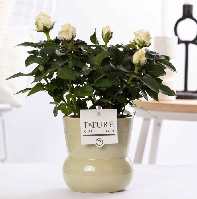 <h4>Rosa white in P&PURE Plant Vase Maxima green</h4>